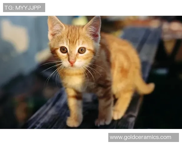 小猫足球明星的可爱瞬间展现了它们的运动天赋与活力四射的魅力